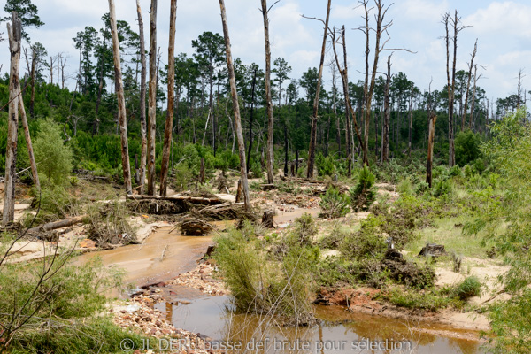 Bastrop State Park, TX, USA